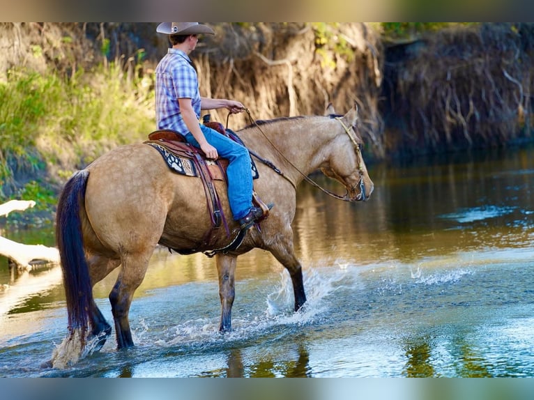 caballo de tiro Mestizo Caballo castrado 10 años 165 cm Buckskin/Bayo in Valley Springs, SD