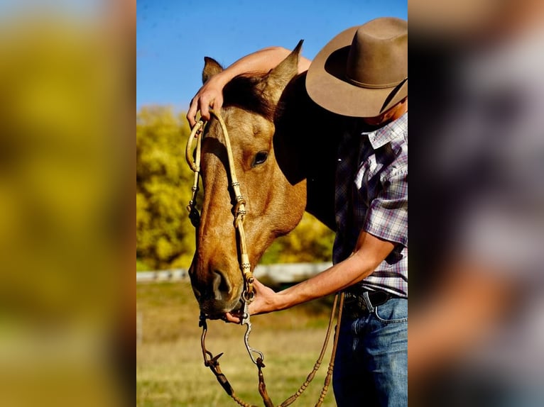 caballo de tiro Mestizo Caballo castrado 10 años 165 cm Buckskin/Bayo in Valley Springs, SD