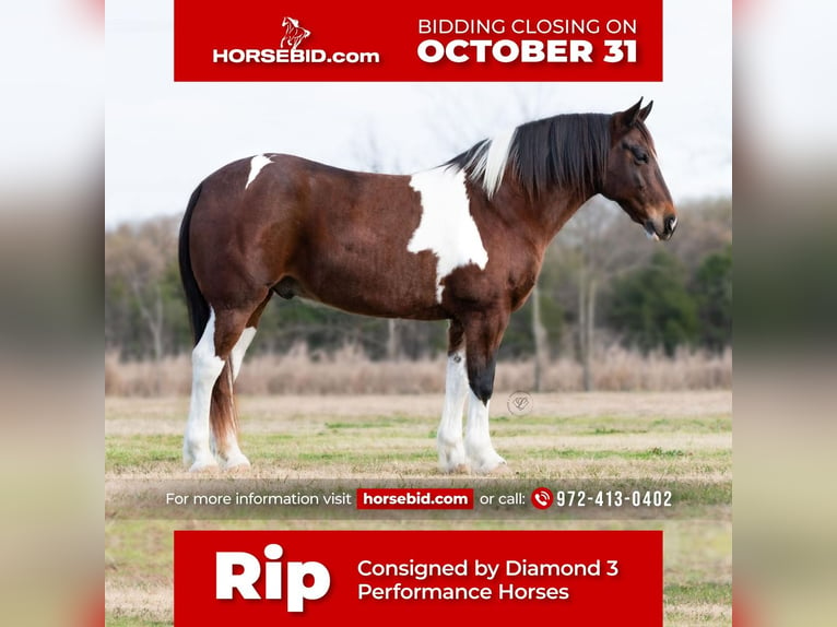 caballo de tiro Mestizo Caballo castrado 10 años 168 cm in Ravenna, TX