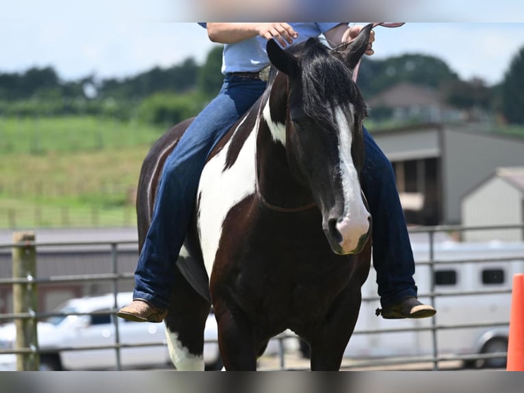 caballo de tiro Mestizo Caballo castrado 10 años 168 cm in Jackson, OH