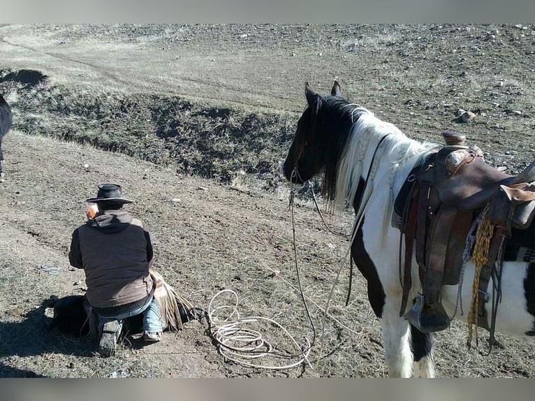 caballo de tiro Mestizo Caballo castrado 10 años 168 cm in Rebersburg, PA