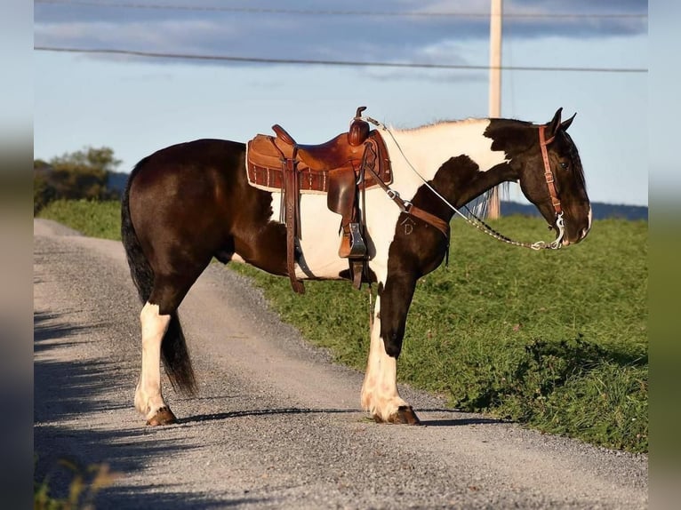 caballo de tiro Mestizo Caballo castrado 10 años 168 cm in Rebersburg, PA