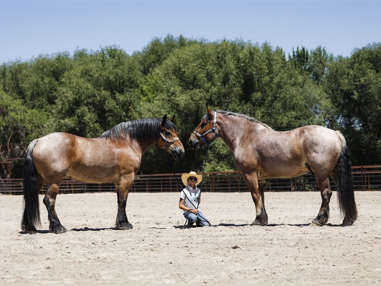 caballo de tiro Caballo castrado 10 años 173 cm Castaño-ruano in New Plymouth, ID