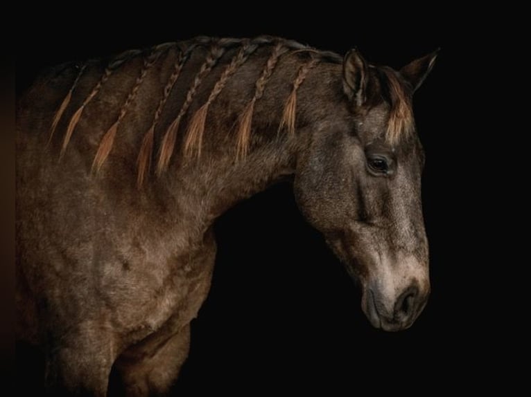 caballo de tiro Mestizo Caballo castrado 10 años Buckskin/Bayo in New Holland