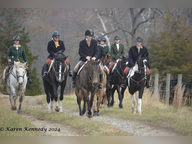 caballo de tiro Mestizo Caballo castrado 10 años Buckskin/Bayo in New Holland