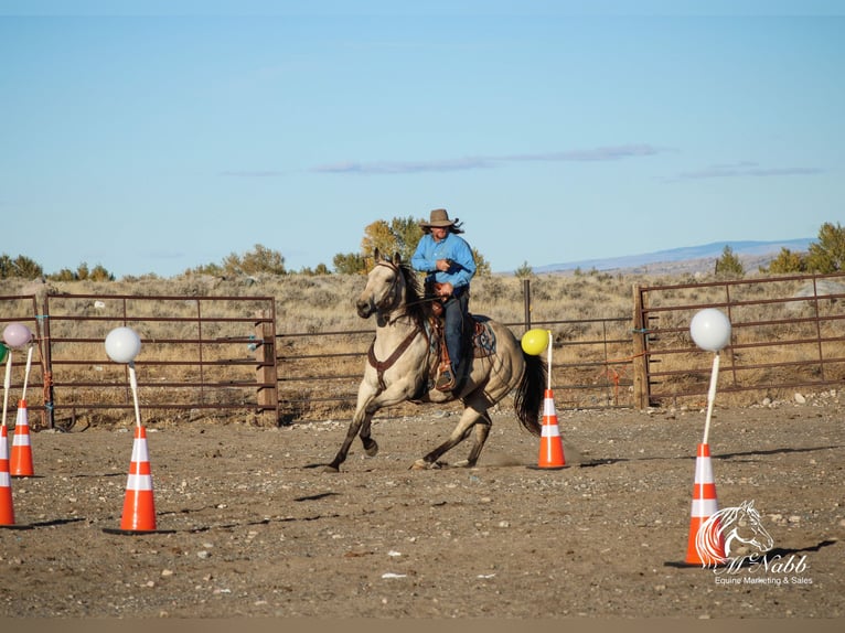 caballo de tiro Mestizo Caballo castrado 10 años Buckskin/Bayo in Cody