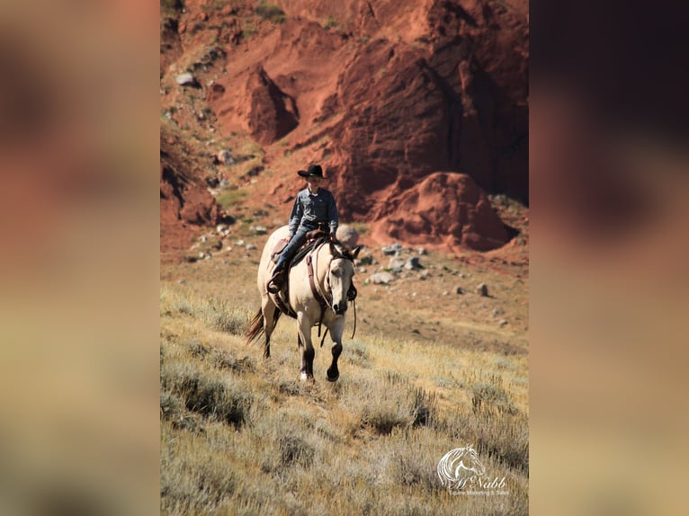 caballo de tiro Mestizo Caballo castrado 10 años Buckskin/Bayo in Cody