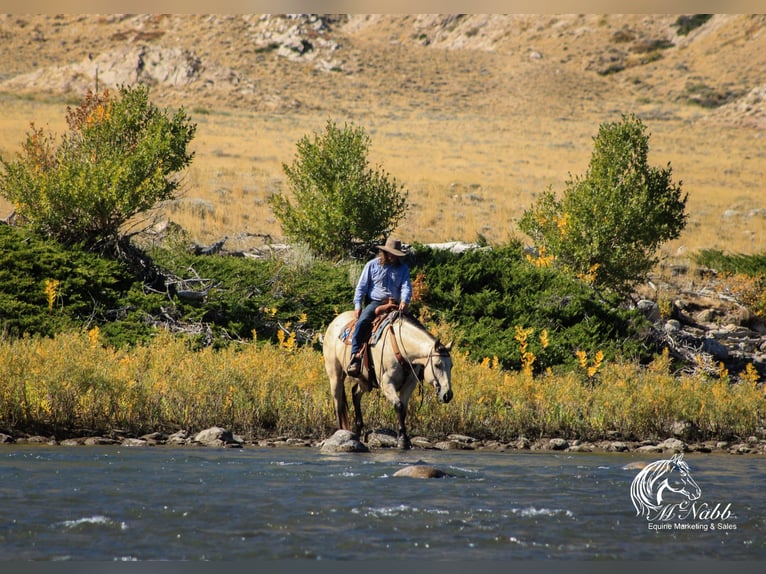 caballo de tiro Mestizo Caballo castrado 10 años Buckskin/Bayo in Cody