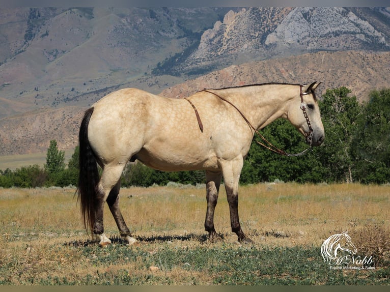 caballo de tiro Mestizo Caballo castrado 10 años Buckskin/Bayo in Cody