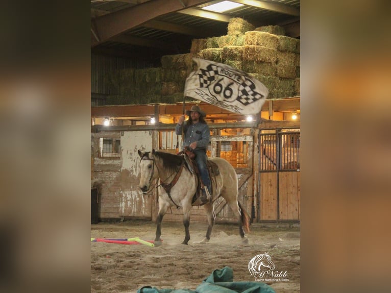 caballo de tiro Mestizo Caballo castrado 10 años Buckskin/Bayo in Cody