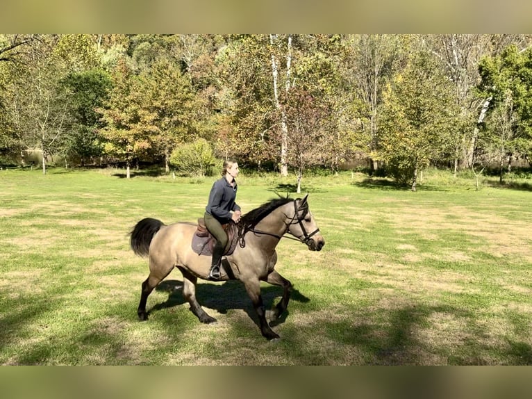 caballo de tiro Caballo castrado 10 años Buckskin/Bayo in Gap