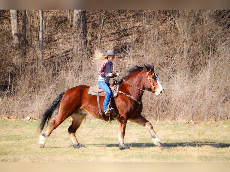 caballo de tiro Caballo castrado 10 años Castaño rojizo in Hillsboro KY