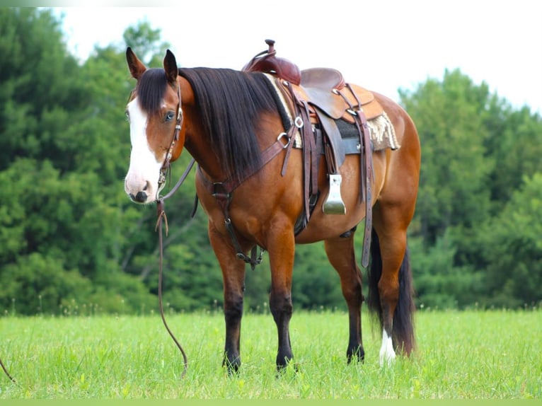caballo de tiro Mestizo Caballo castrado 10 años Castaño rojizo in Clarion, PA