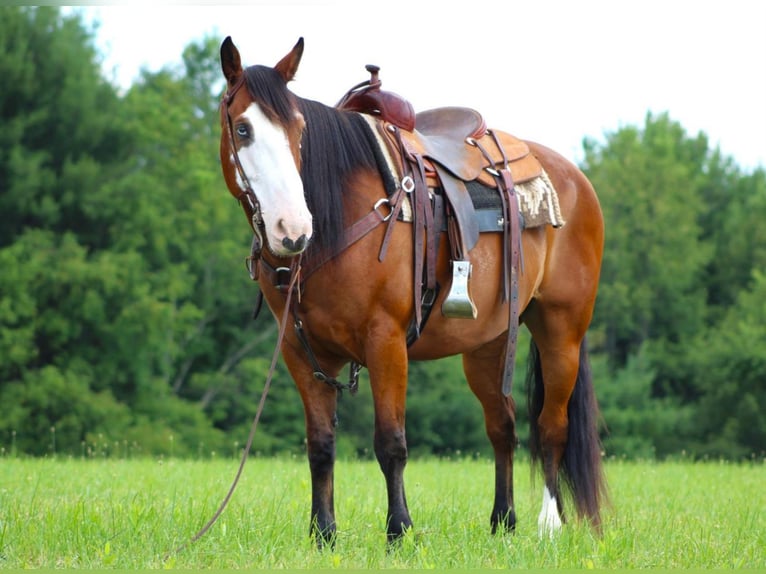 caballo de tiro Mestizo Caballo castrado 10 años Castaño rojizo in Clarion, PA