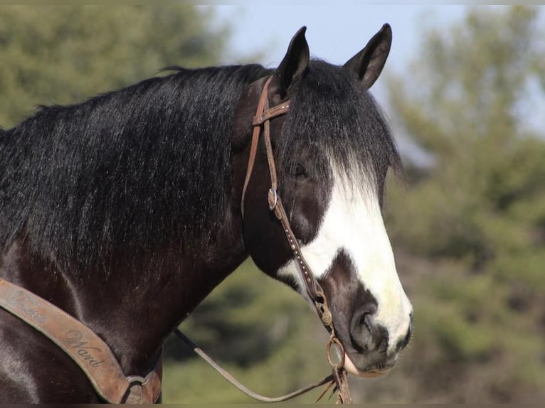 caballo de tiro Mestizo Caballo castrado 10 años Negro in Modesto, CA