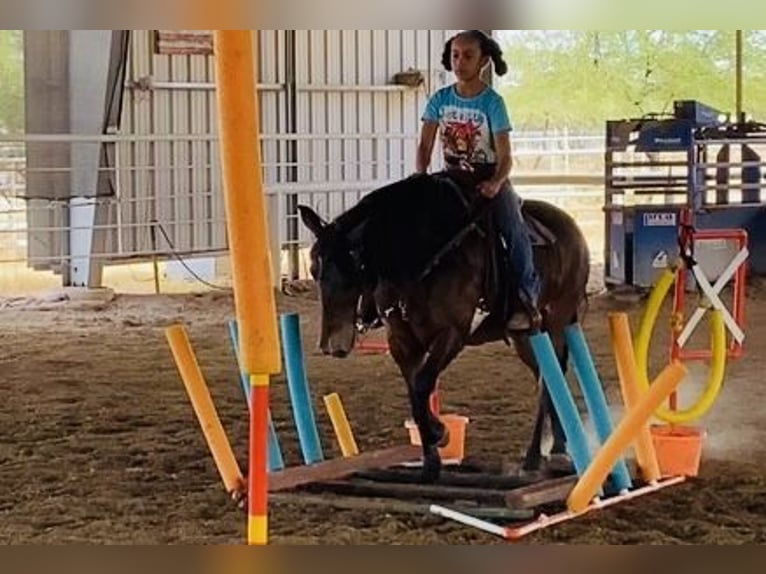 caballo de tiro Caballo castrado 11 años 130 cm Castaño rojizo in Marana, AZ