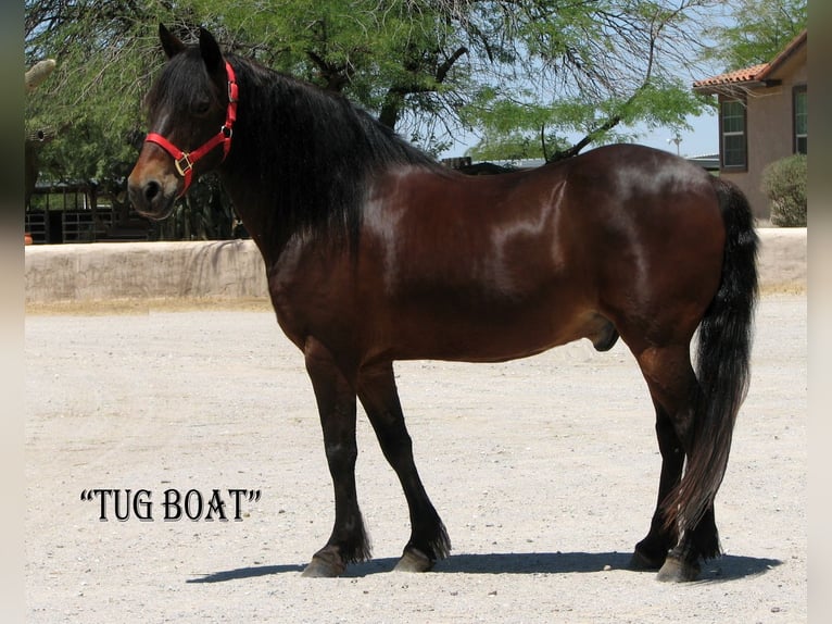 caballo de tiro Caballo castrado 11 años 130 cm Castaño rojizo in Marana, AZ