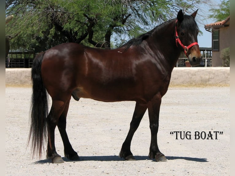caballo de tiro Caballo castrado 11 años 130 cm Castaño rojizo in Marana, AZ