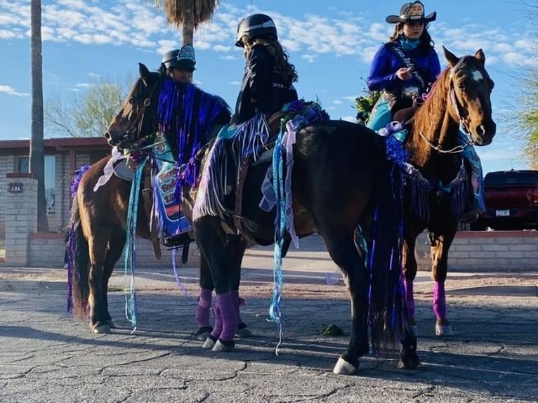 caballo de tiro Caballo castrado 11 años 130 cm Castaño rojizo in Marana, AZ
