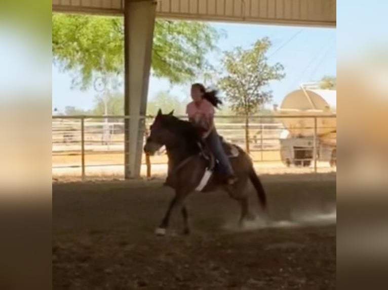 caballo de tiro Caballo castrado 11 años 130 cm Castaño rojizo in Marana, AZ