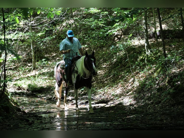 caballo de tiro Mestizo Caballo castrado 11 años 155 cm in Sonora, KY