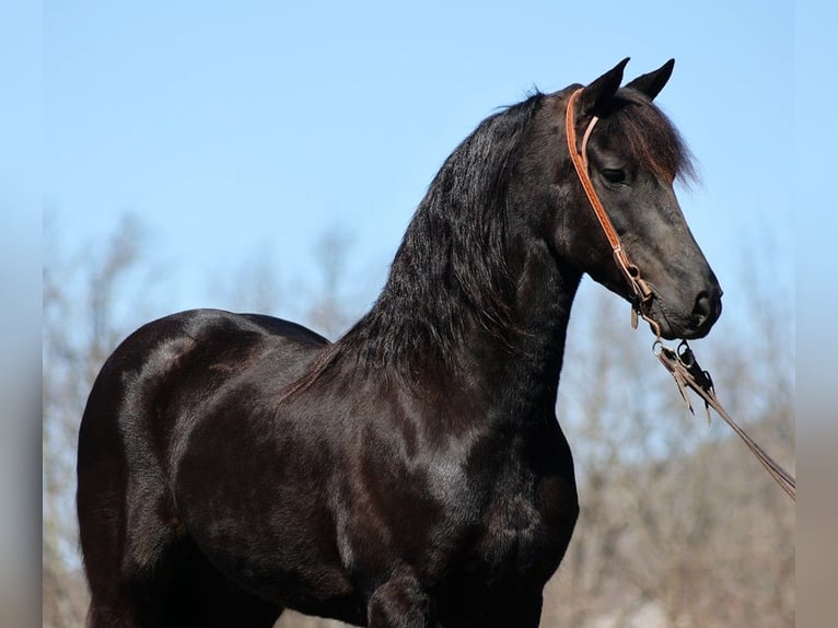 caballo de tiro Caballo castrado 11 años 155 cm Negro in Parkers Lake KY