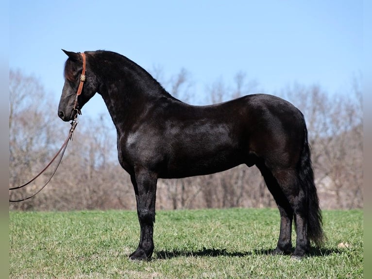 caballo de tiro Caballo castrado 11 años 155 cm Negro in Parkers Lake KY