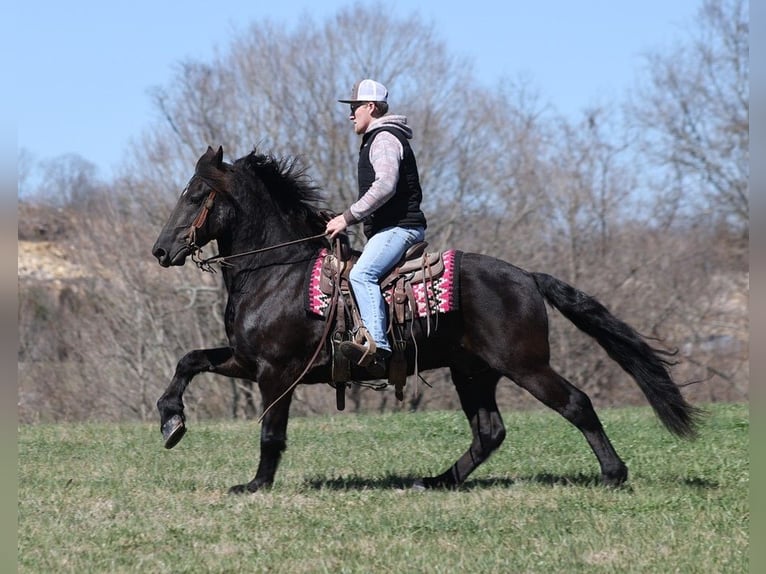 caballo de tiro Caballo castrado 11 años 155 cm Negro in Parkers Lake KY