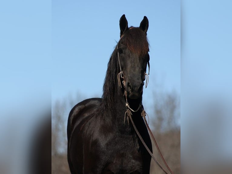 caballo de tiro Caballo castrado 11 años 155 cm Negro in Parkers Lake KY