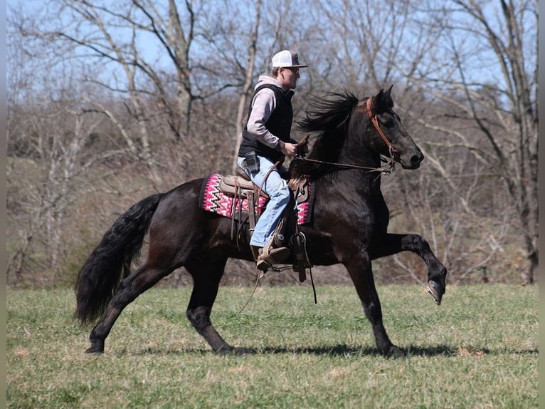 caballo de tiro Caballo castrado 11 años 155 cm Negro in Parkers Lake KY