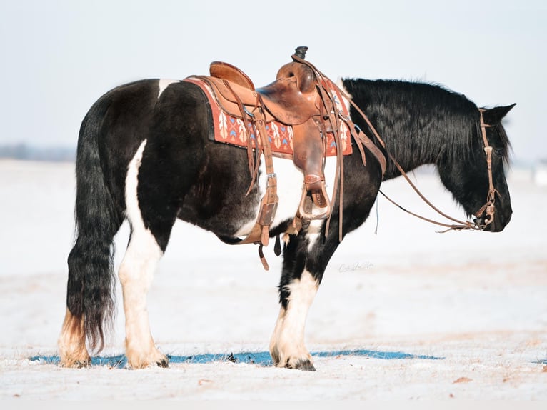 caballo de tiro Caballo castrado 11 años 155 cm Tobiano-todas las-capas in Fieldon IA