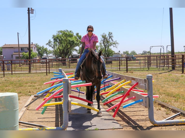 caballo de tiro Caballo castrado 11 años 163 cm Castaño rojizo in Pleasant Grove MO