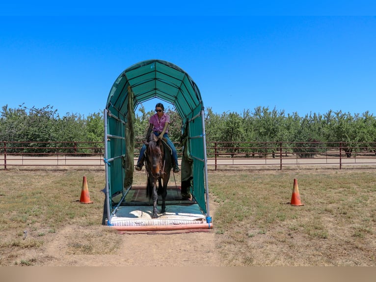 caballo de tiro Caballo castrado 11 años 163 cm Castaño rojizo in Pleasant Grove MO