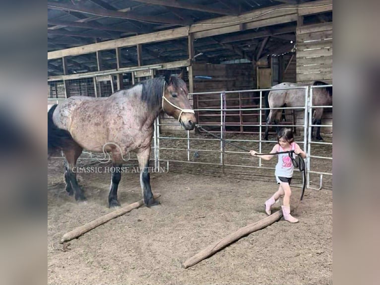 caballo de tiro Caballo castrado 11 años 163 cm Castaño rojizo in Republic, MO