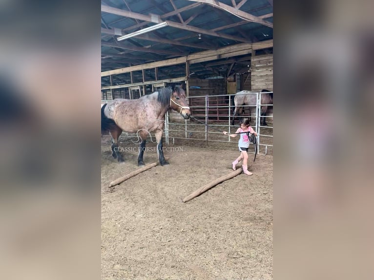 caballo de tiro Caballo castrado 11 años 163 cm Castaño rojizo in Republic, MO