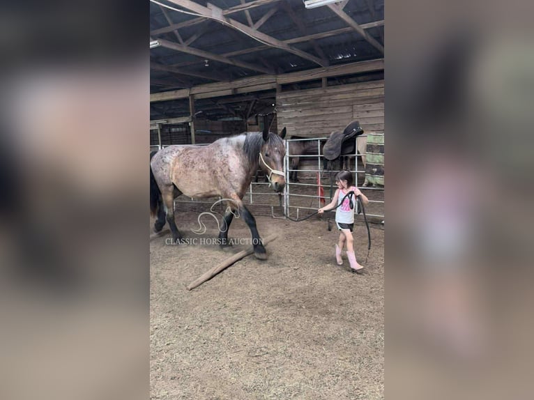 caballo de tiro Caballo castrado 11 años 163 cm Castaño rojizo in Republic, MO