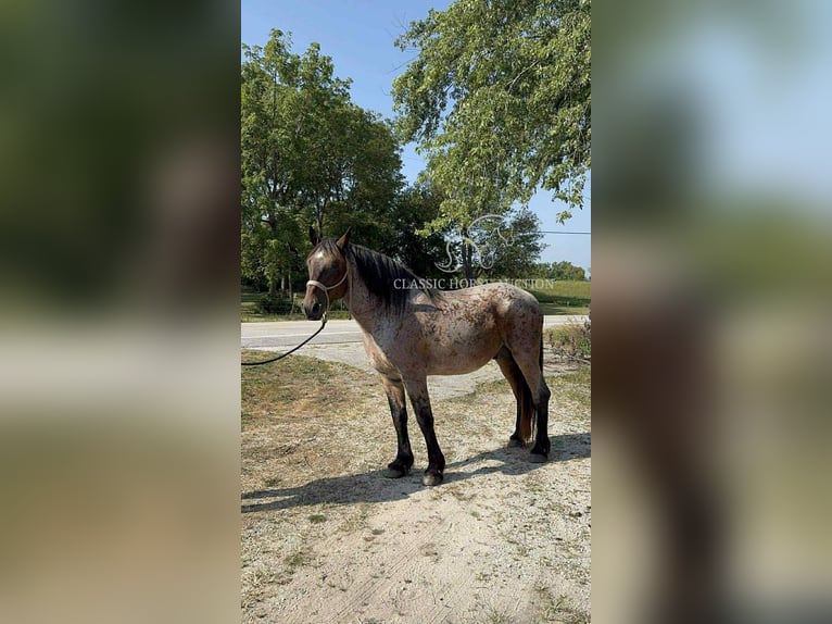 caballo de tiro Caballo castrado 11 años 163 cm Castaño rojizo in Republic, MO