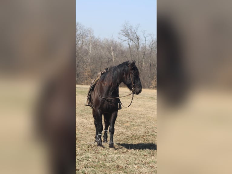 caballo de tiro Caballo castrado 11 años 163 cm Negro in Charleston, IL