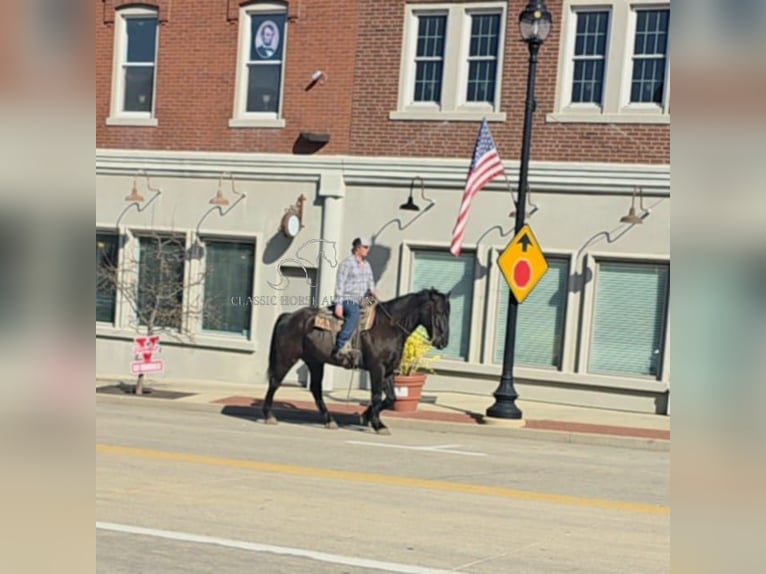 caballo de tiro Caballo castrado 11 años 163 cm Negro in Charleston, IL