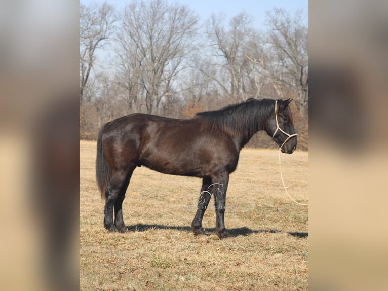 caballo de tiro Caballo castrado 11 años 163 cm Negro in Charleston, IL