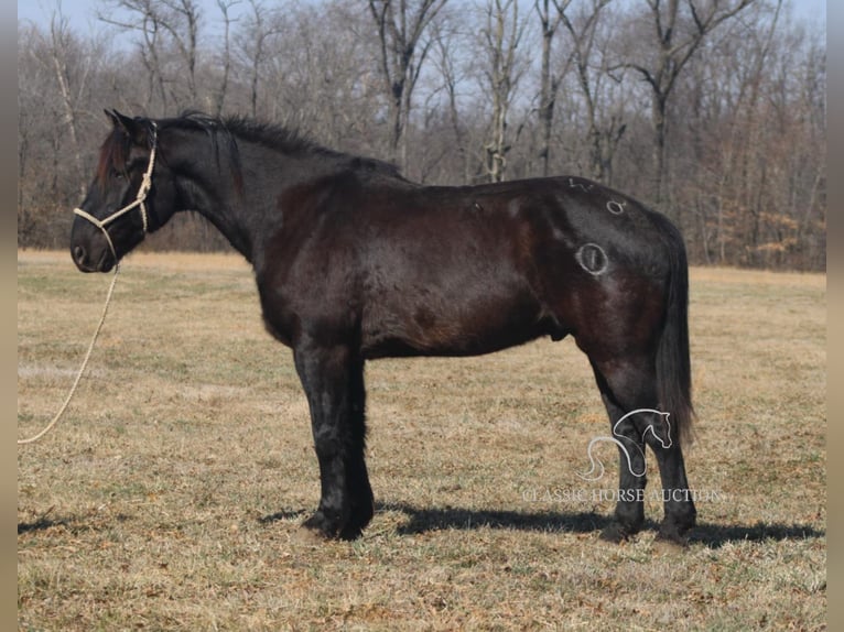 caballo de tiro Caballo castrado 11 años 163 cm Negro in Charleston, IL