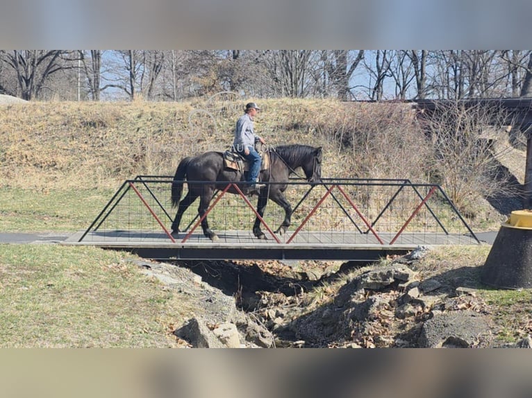caballo de tiro Caballo castrado 11 años 163 cm Negro in Charleston, IL