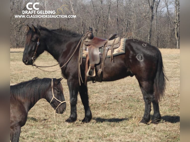 caballo de tiro Caballo castrado 11 años 163 cm Negro in Charleston, IL