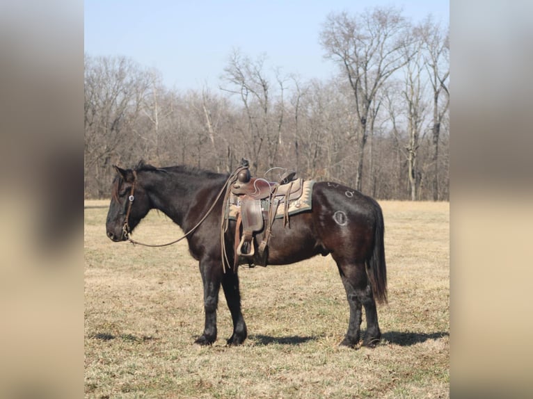 caballo de tiro Caballo castrado 11 años 163 cm Negro in Charleston, IL