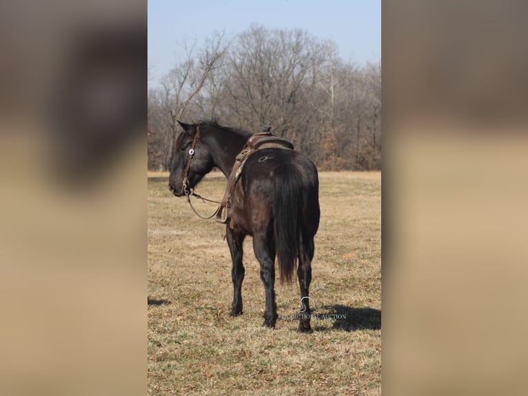 caballo de tiro Caballo castrado 11 años 163 cm Negro in Charleston, IL