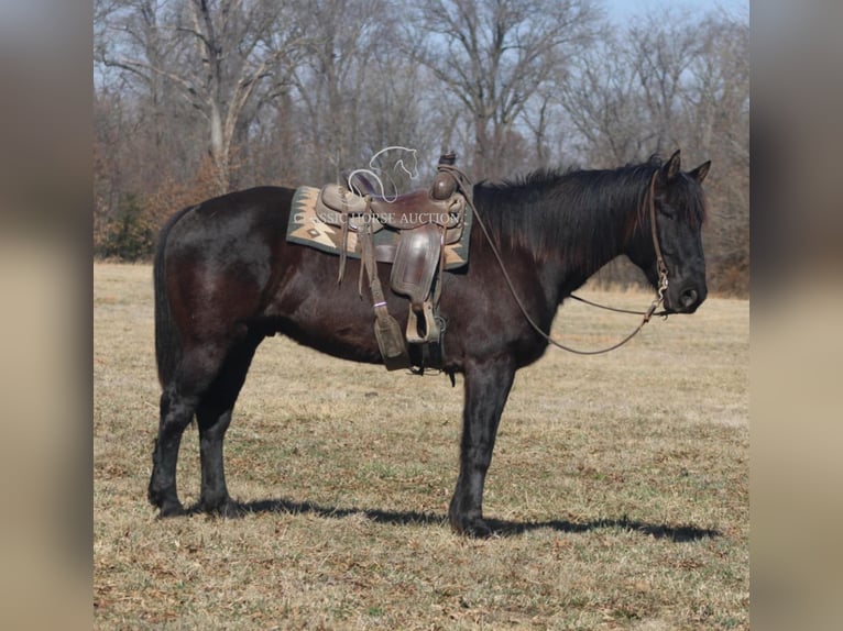 caballo de tiro Caballo castrado 11 años 163 cm Negro in Charleston, IL