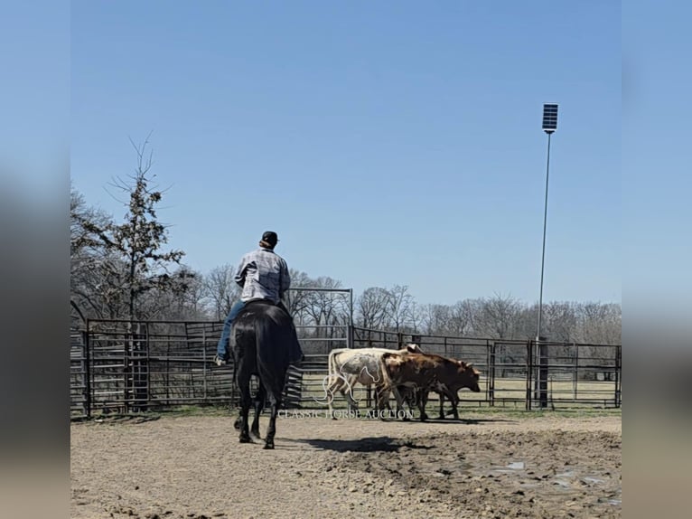 caballo de tiro Caballo castrado 11 años 163 cm Negro in Charleston, IL