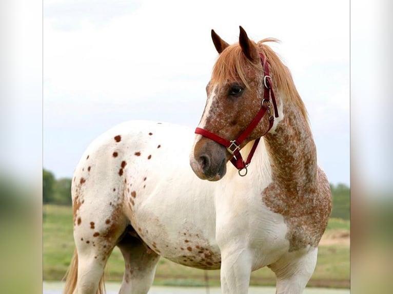 caballo de tiro Mestizo Caballo castrado 11 años 163 cm in Athens, TX