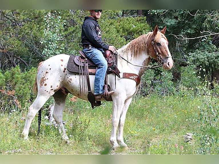 caballo de tiro Mestizo Caballo castrado 11 años 163 cm in Athens, TX