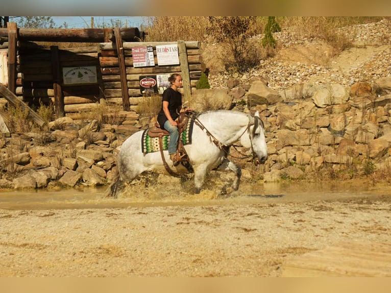 caballo de tiro Mestizo Caballo castrado 11 años 163 cm Tordo in Fresno